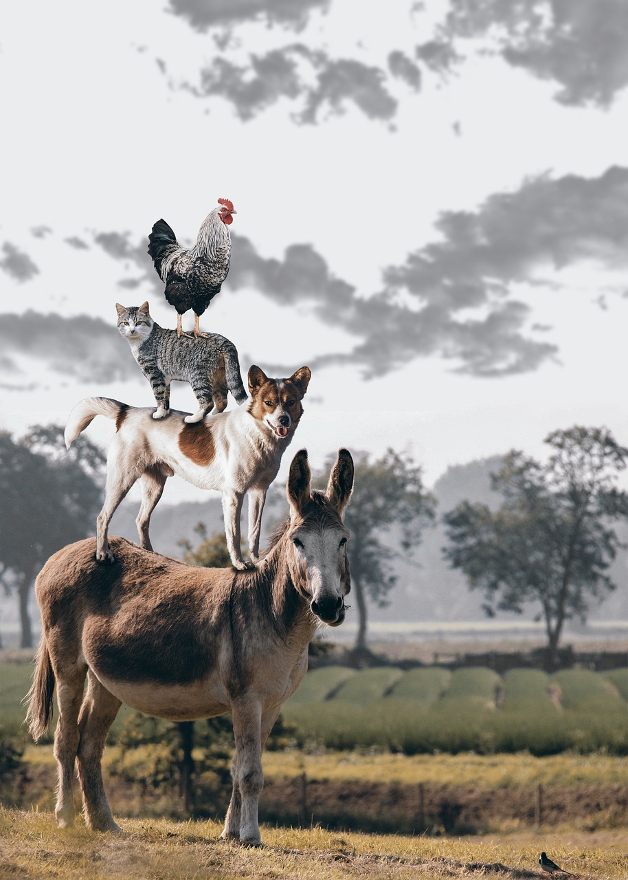 I see (image omitted). Description: A cow sitting on a rug. Joke: Why is the cow sitting on a rug? Because it wants to be a cow-ch!I see <b>img</b>.[sep] Description: a donkey is carrying a dog, cat, and rooster. Joke: what do you call a donkey with a rooster on his back. A rooster booster. 